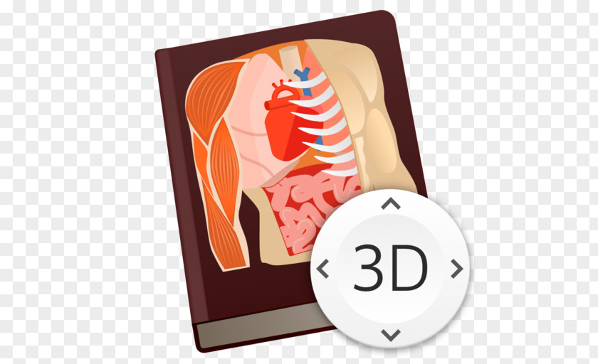 Human Anatomy Body Game Essential PNG