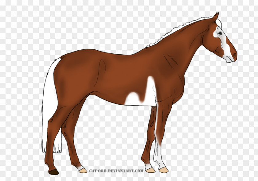Mustang Foal Mane Mare Stallion Colt PNG