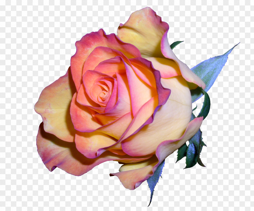 Old Roses Garden Cabbage Rose Floribunda JPEG PNG