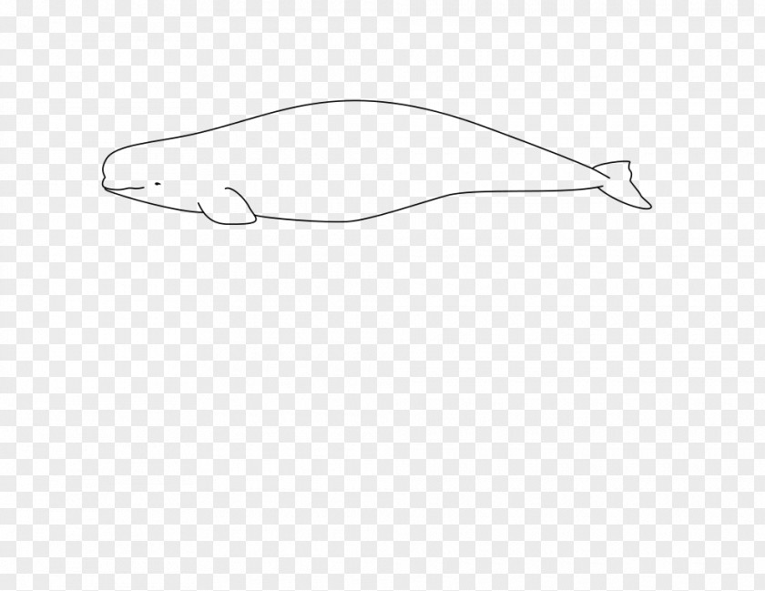Beluga Whale Arctic Cetacea Der Weisswal: Delphinapterus Leucas Narwhal PNG