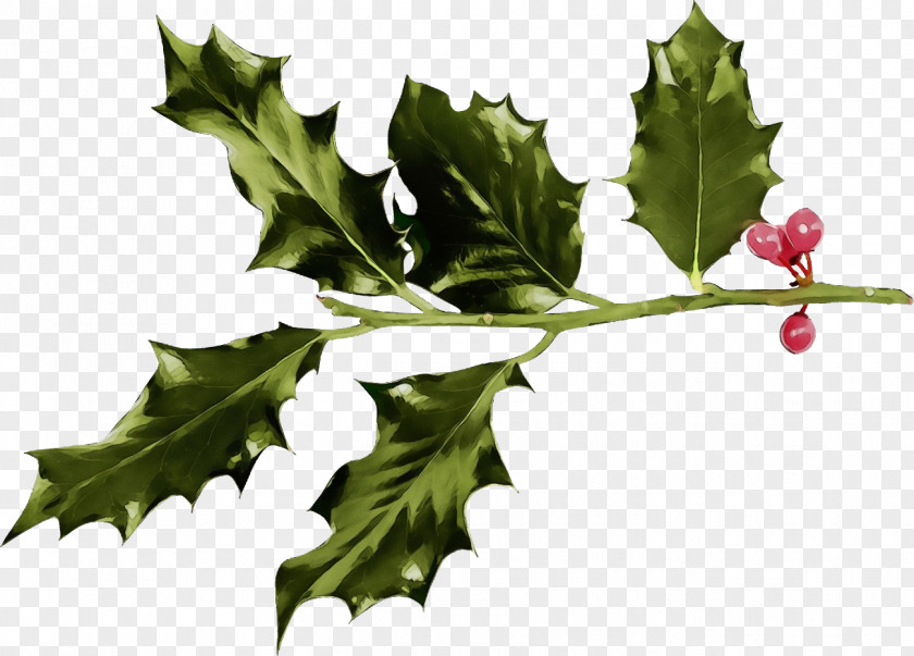 Black Maple Plane Holly PNG