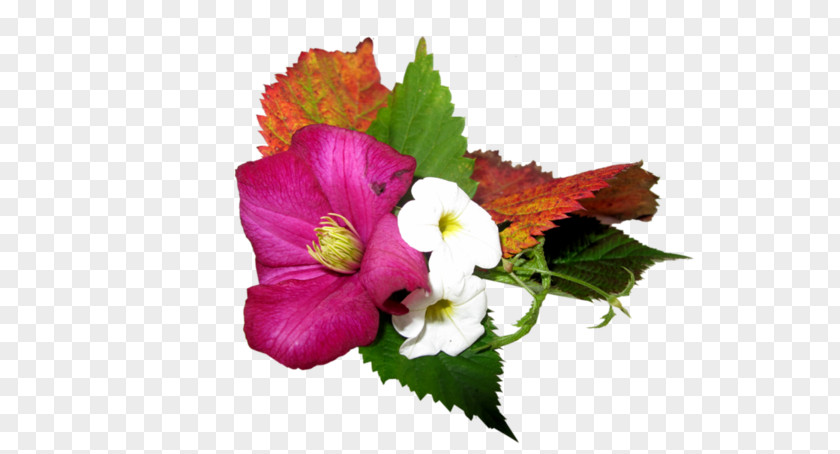 Flower Common Hibiscus Leaf PNG