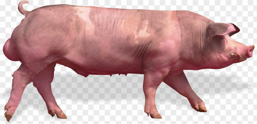 Pig Piétrain Animal Breeding Genetics Aretus PNG