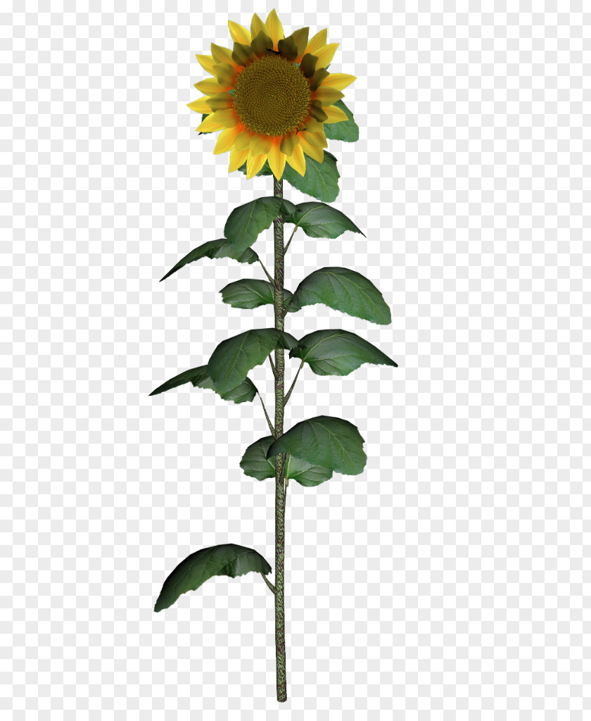 Sunflower Common Daisy Family Seed Plant PNG