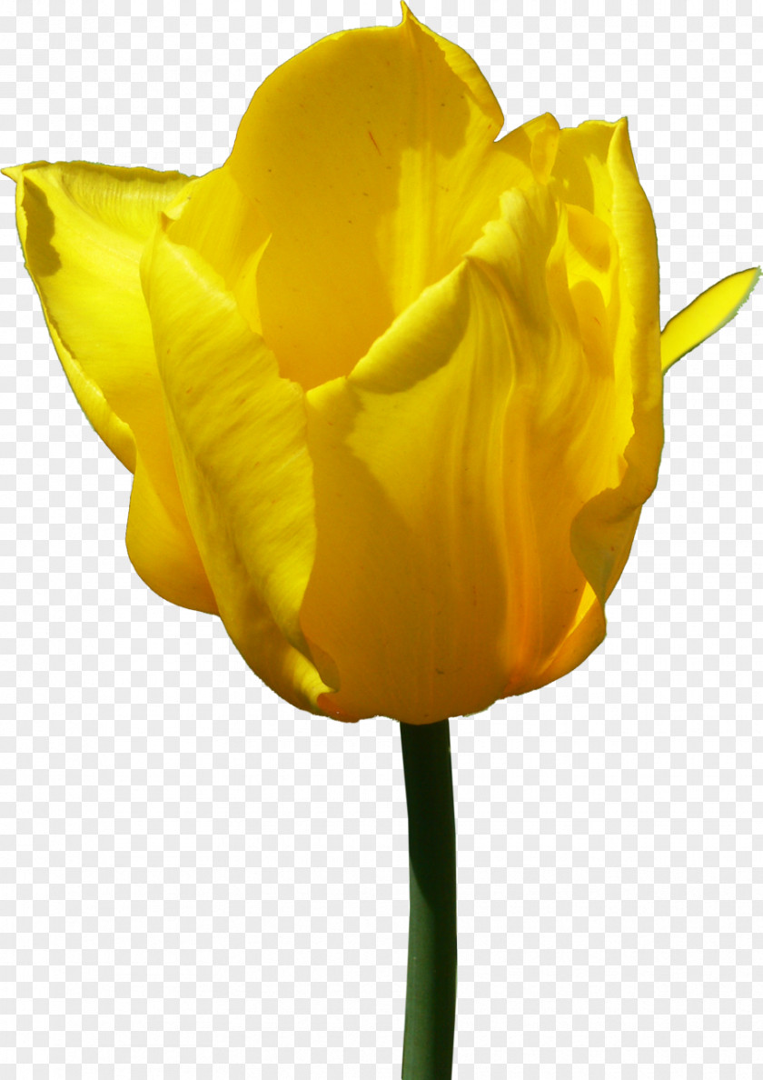 Tulip Flower Yellow Clip Art PNG
