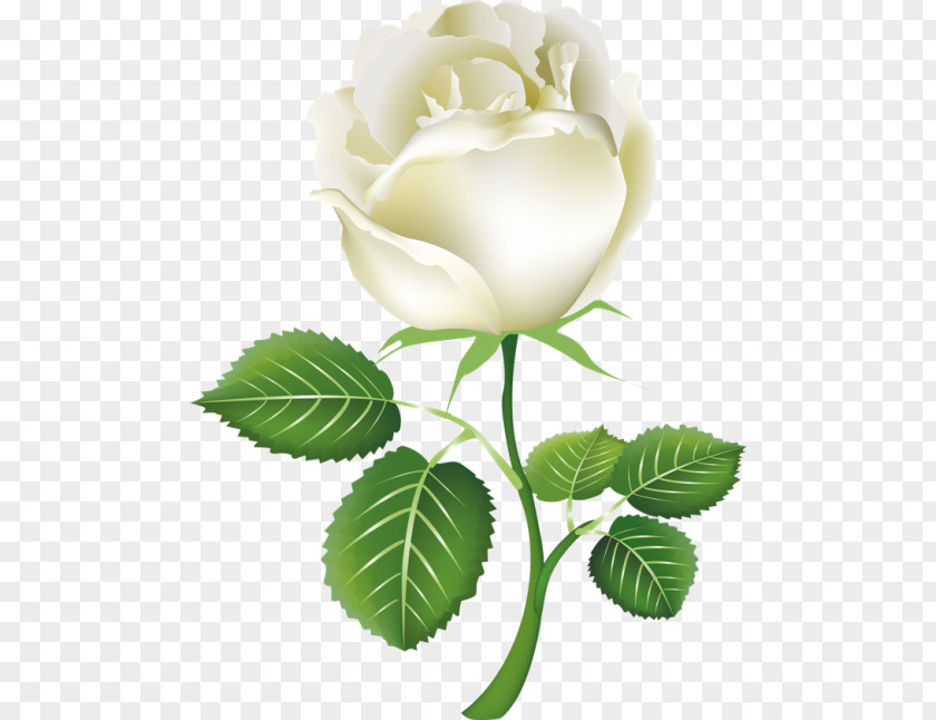 White Roses Rose Clip Art PNG