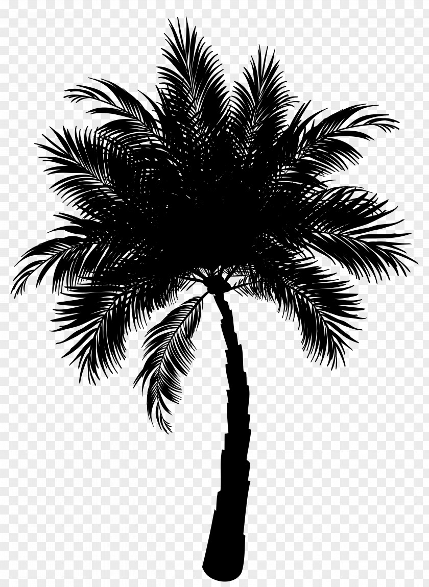 Asian Palmyra Palm Date Vector Graphics Trees Clip Art PNG