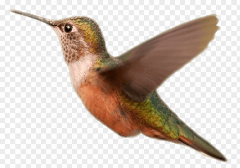 Bird Hummingbird Image Clip Art PNG