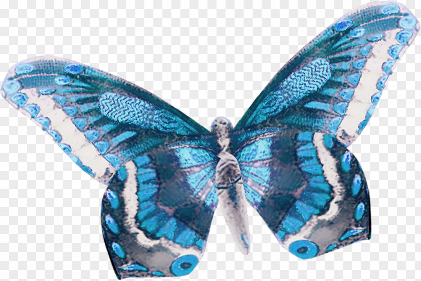 Blue Butterfly Pattern Lycaenidae Moth PNG
