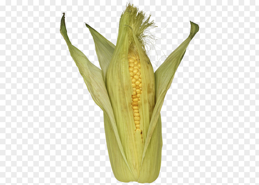 Corn On The Cob Flour Clip Art PNG