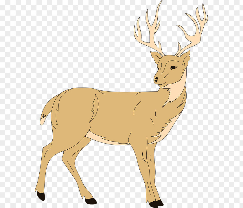 Deer White-tailed Red Clip Art PNG