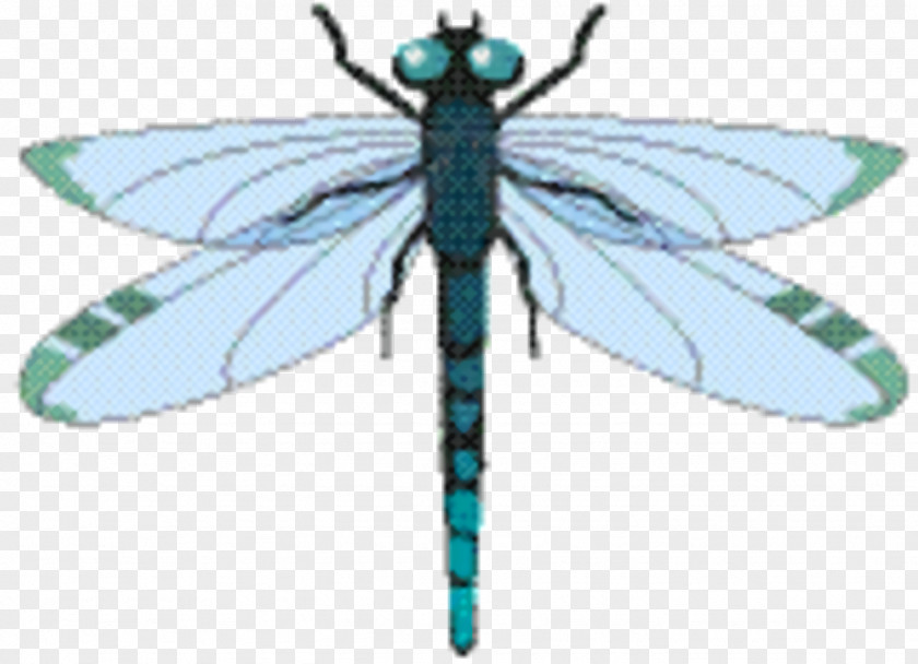 Fly Damselfly Butterfly PNG