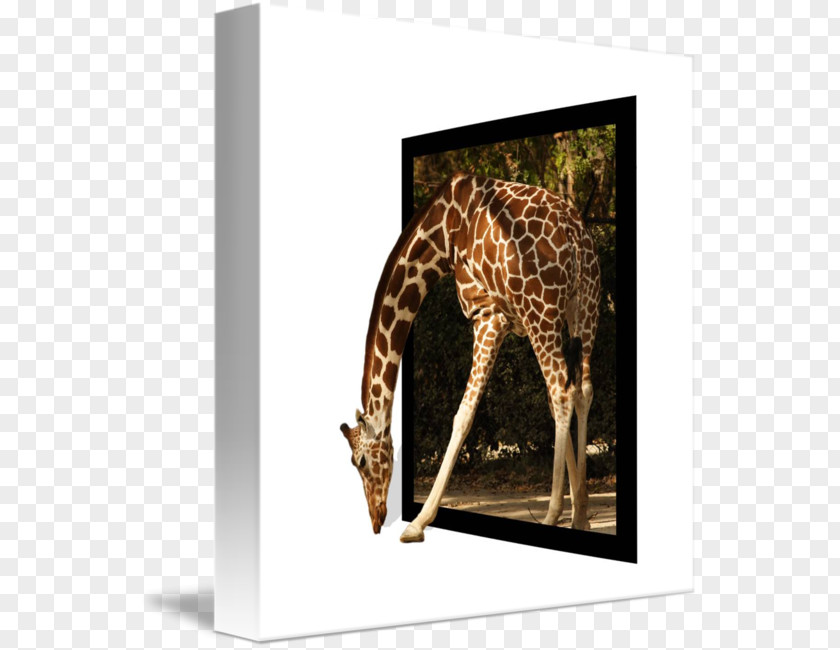 Giraffe Picture Frames Window PNG