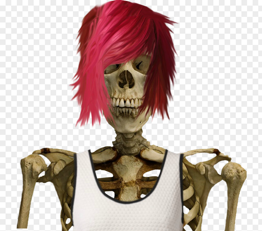 Human Skeleton PNG