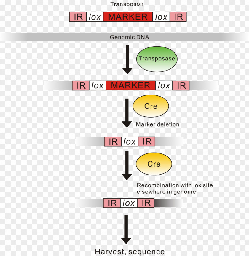 Inverted Repeat Genomic Library Genome Transposable Element Nucleic Acid Sequence PNG