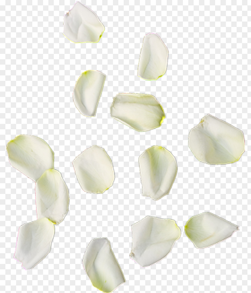 Leaf Petal Flower 0 PNG