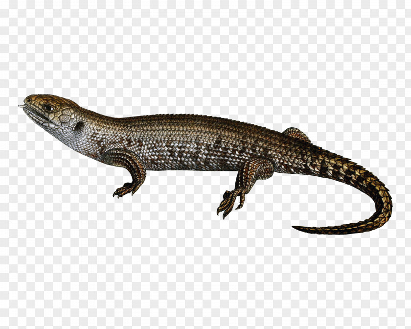 Lizard Icon PNG