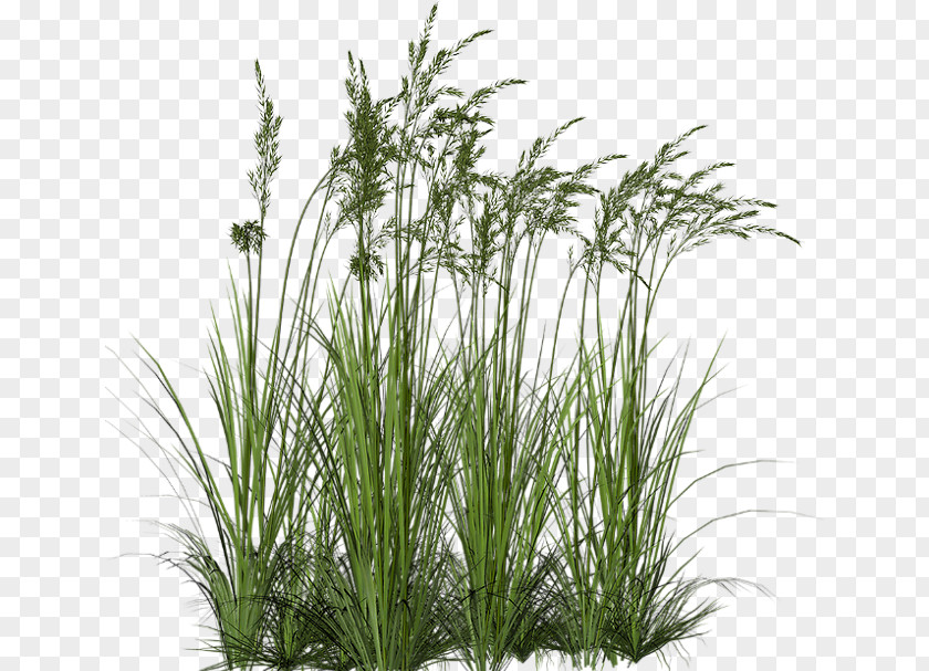 Ornamental Grass Shrub Grasses Clip Art PNG