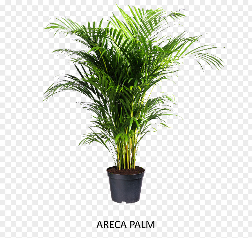 Plant Areca Palm Houseplant GroenRijk Rhapis Excelsa PNG