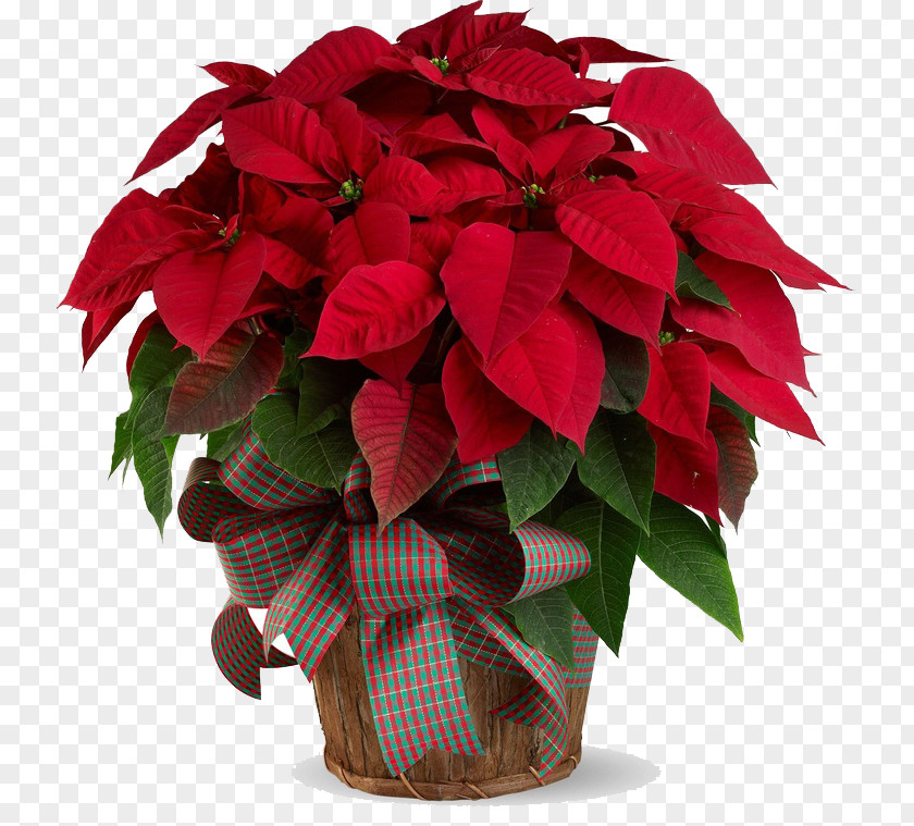 Poinsettia PNG