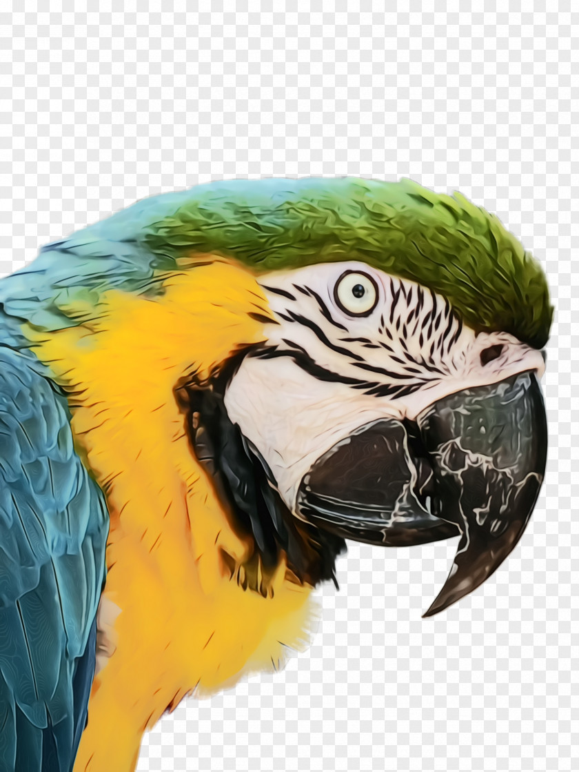 Wildlife Feather PNG