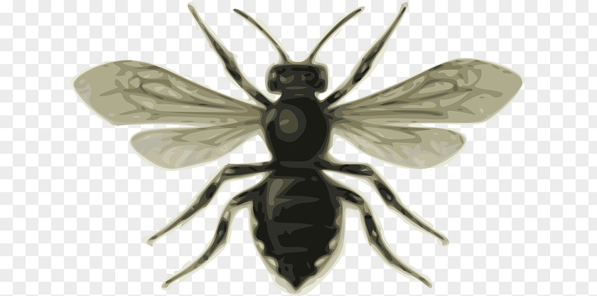 Black And White Bee Insect Clip Art PNG