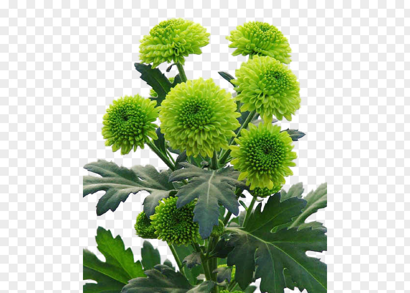 Chrysanthemum Plants Eucomis Comosa Ornamental Plant Succulent PNG