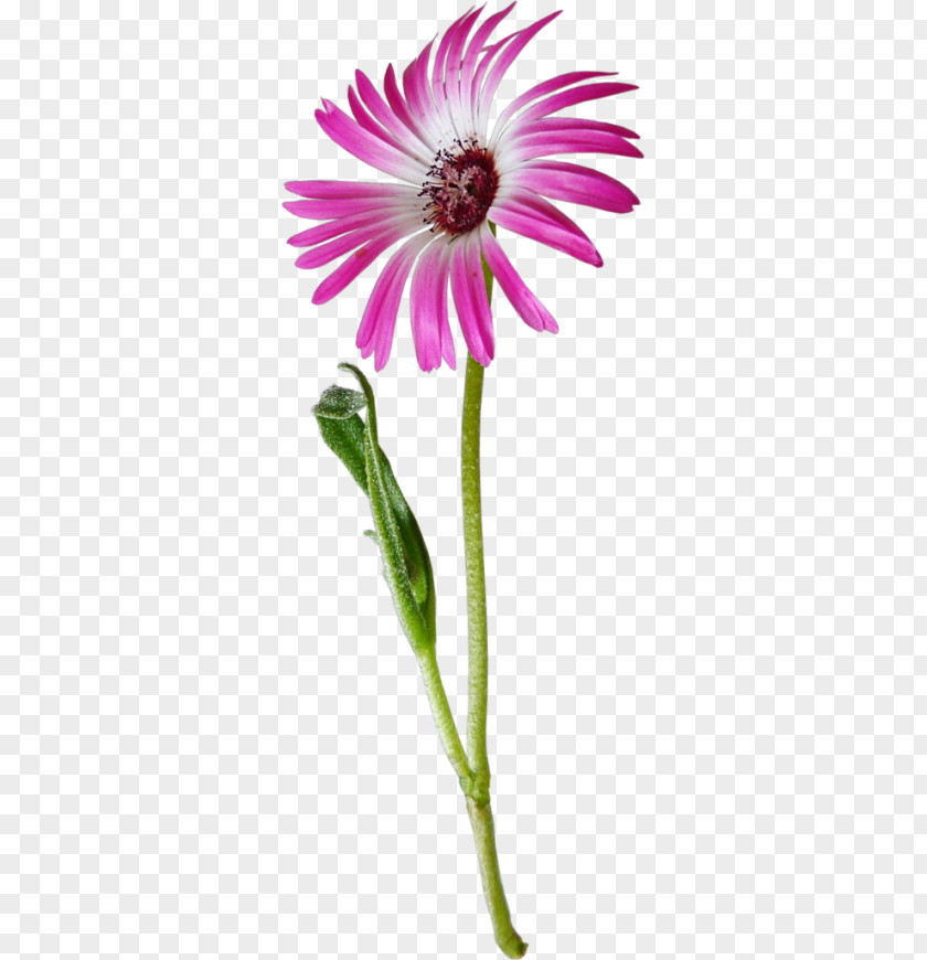 Flower Common Daisy Oxeye Clip Art PNG