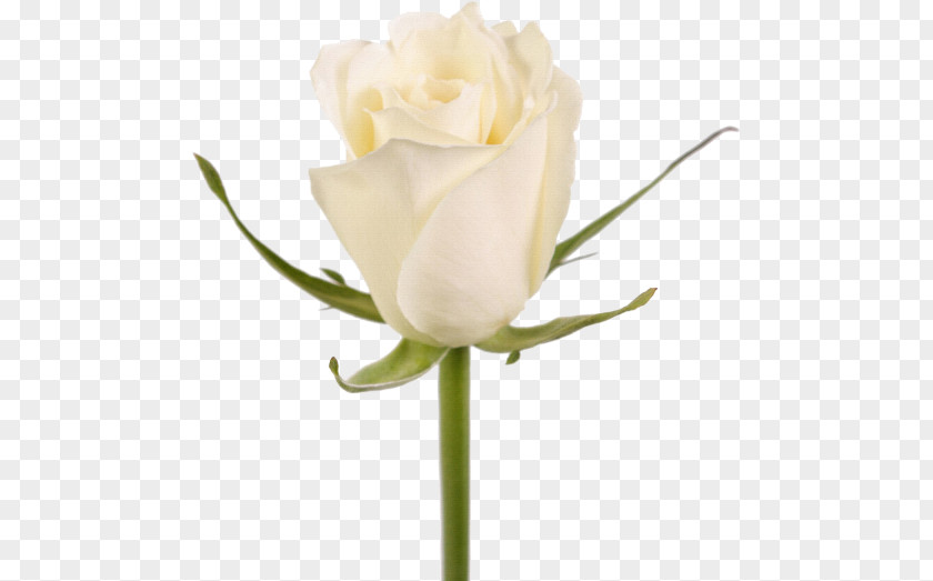 Flower Garden Roses Cut Flowers White Plant Stem PNG