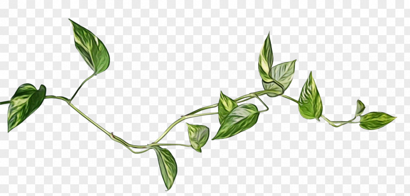 Flower Leaf Plant Stem PNG