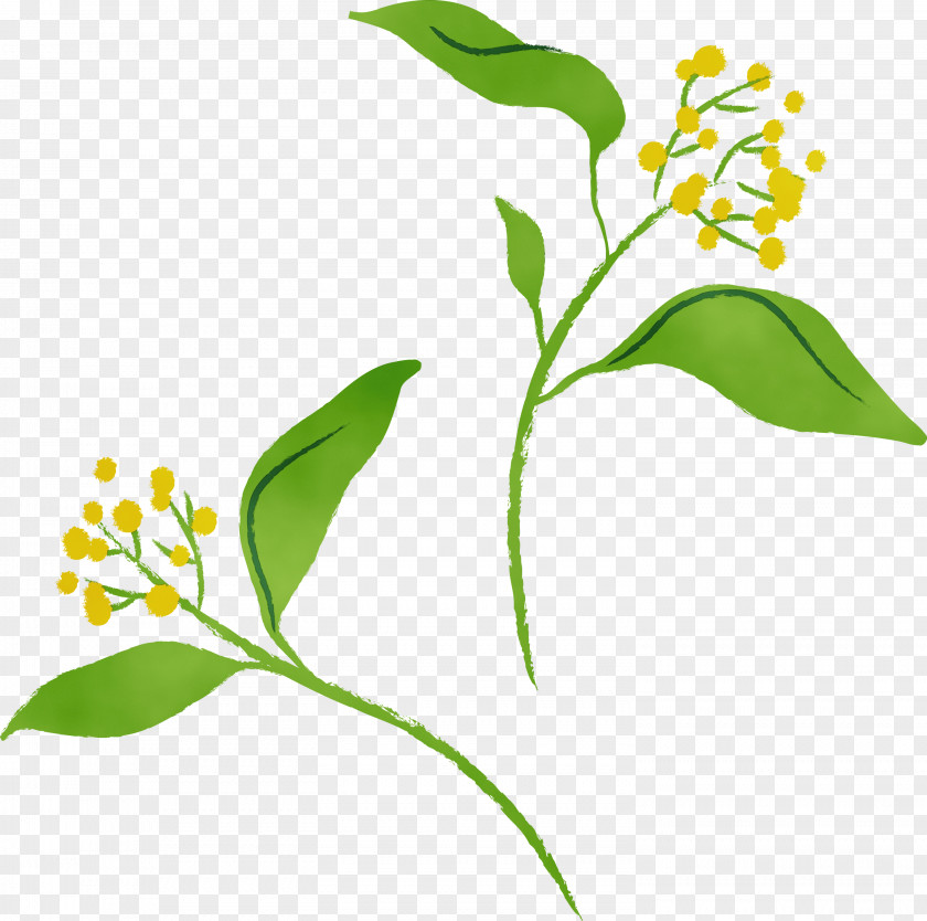 Flower Plant Stem Pedicel PNG