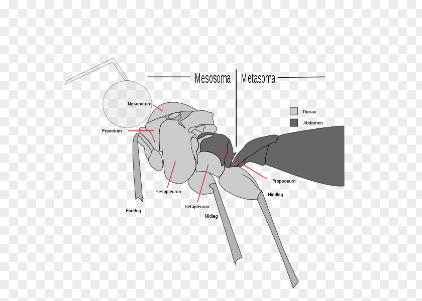 Insect Ant Apocrita Sawflies Vespids PNG