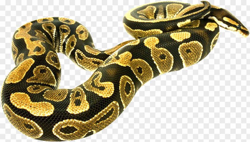 Snakes Boa Constrictor Snake Clip Art PNG