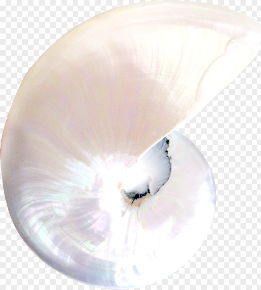 White Conch PNG