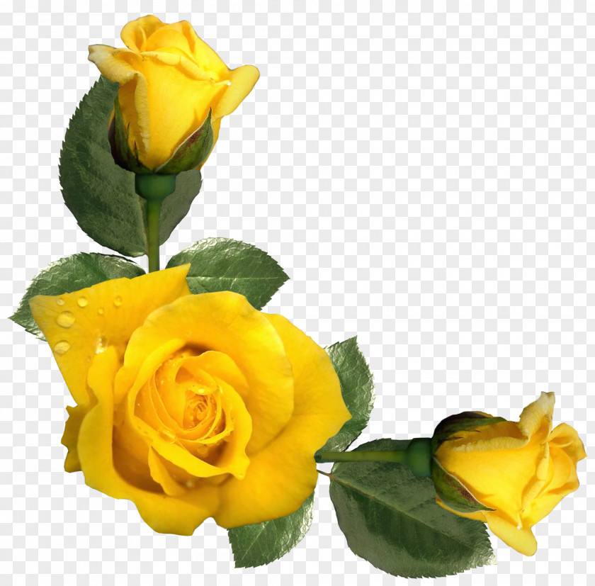 Beautiful Yellow Roses Decor Image Rose Flower Clip Art PNG