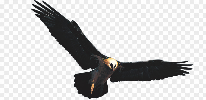 Majestic Eagle Golden Hawk PNG