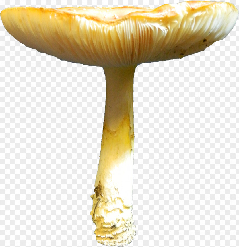Medicinal Mushroom Matsutake Straw Background PNG