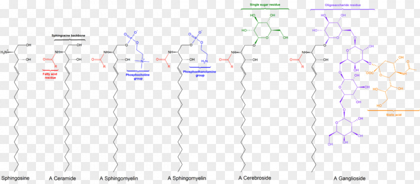 Sphingolipid Sphingosine-1-phosphate Lipid Signaling Ceramide PNG