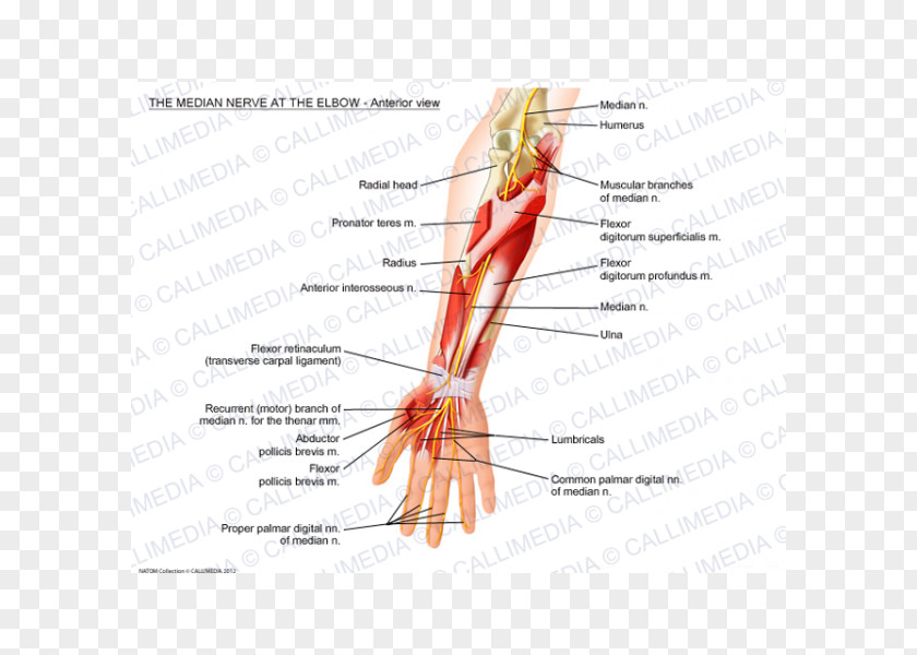 Arm Thumb Median Nerve Elbow Anterior Interosseous PNG