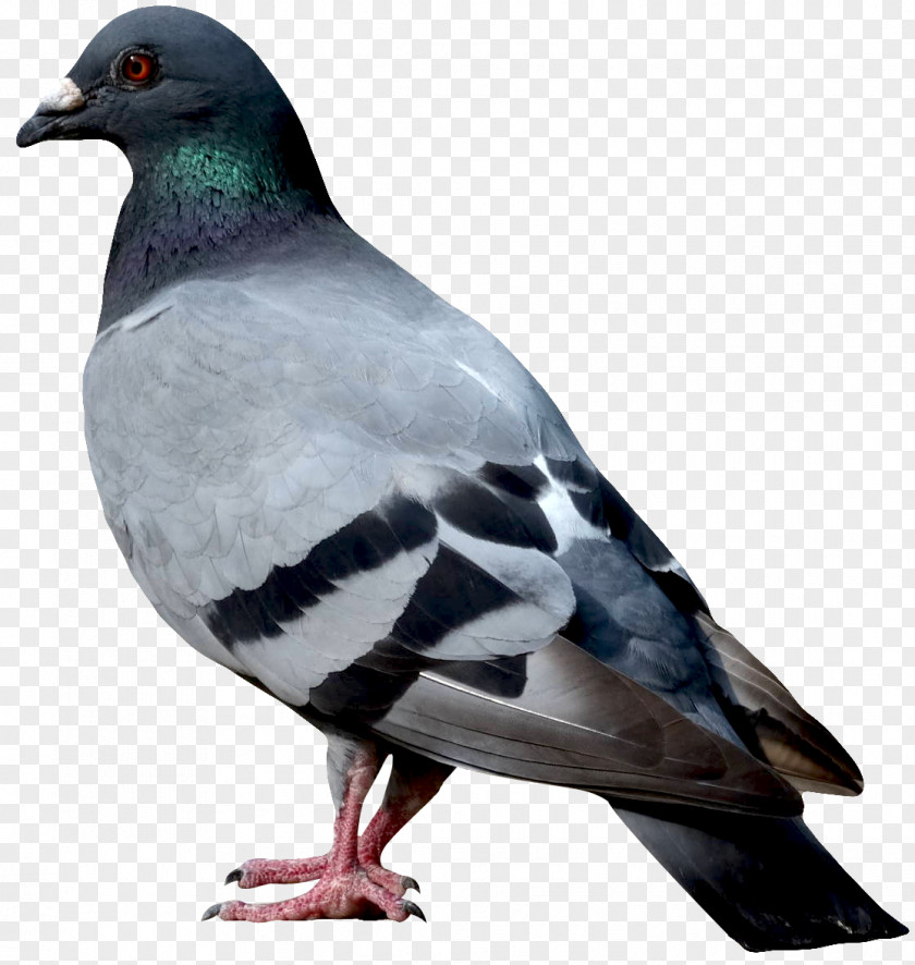 Bird Columbidae PNG