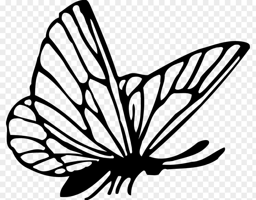 Butterfly Monarch Color Drawing Clip Art PNG