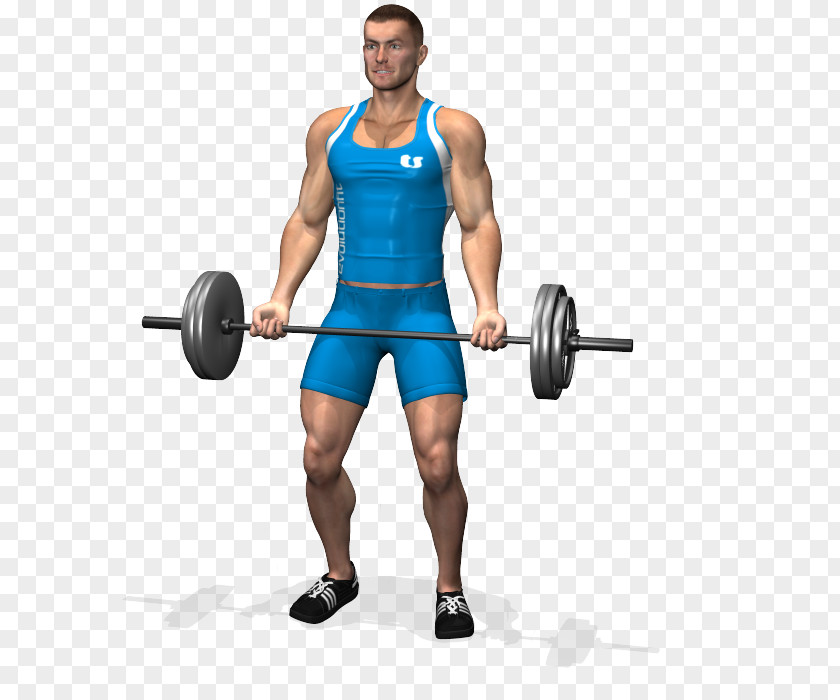 Curl Biceps Barbell Physical Exercise Dumbbell PNG