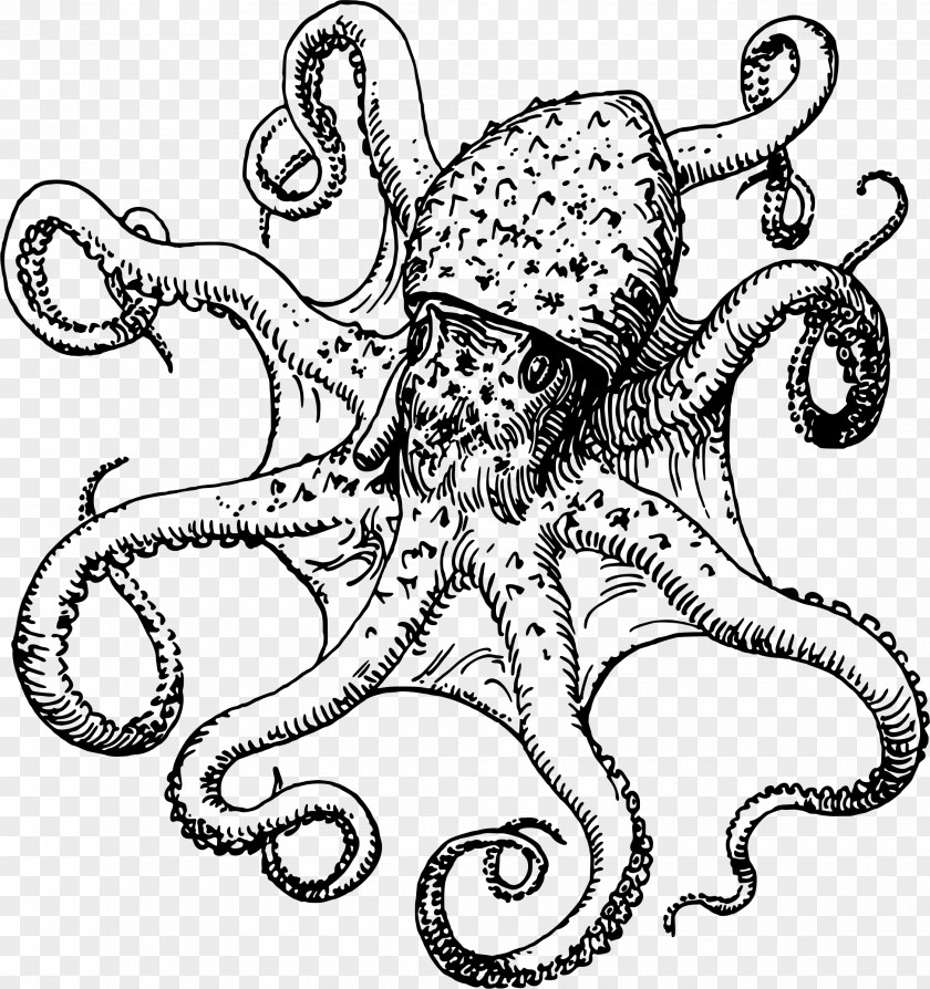 Hand Drawn Octopus Drawing Clip Art PNG