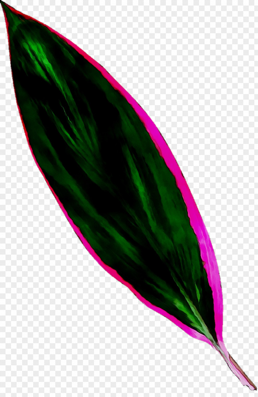 Leaf Magenta PNG