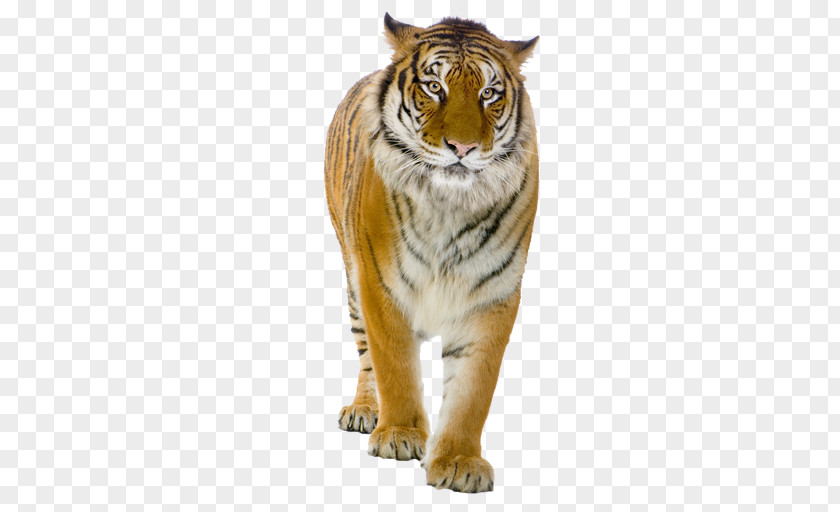 Tiger Lion Felidae Clip Art PNG
