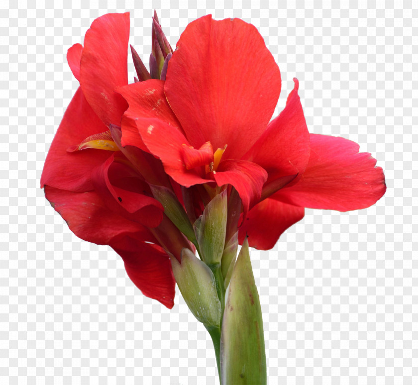 Cannabis Pictures Canna Indica Amaryllis Belladonna Flower PNG