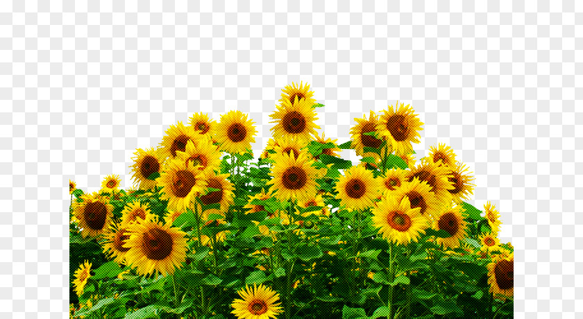 Common Sunflower Seed Field Farm Agriculture PNG