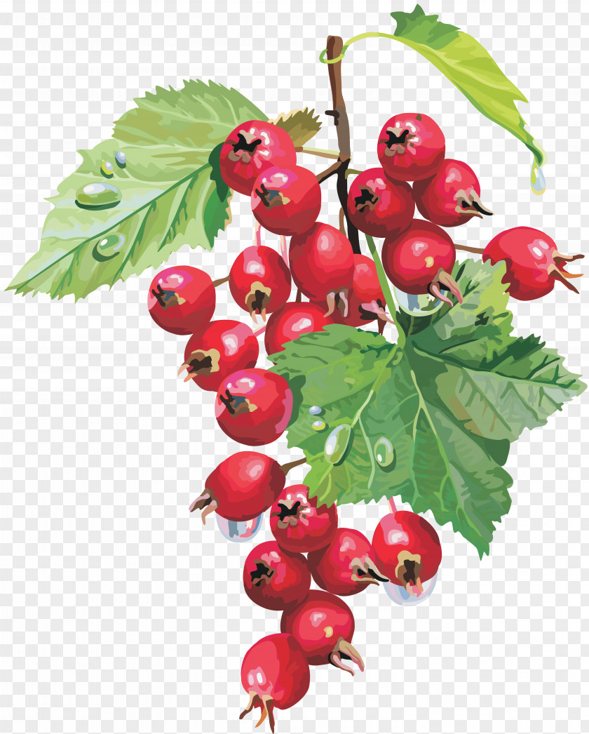 Dates Berry Herb Food Therapy Neurosis PNG