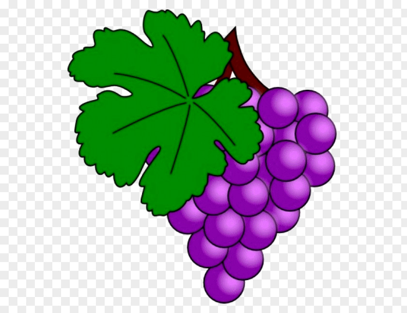 Grape Common Vine Juice Leaves Clip Art PNG