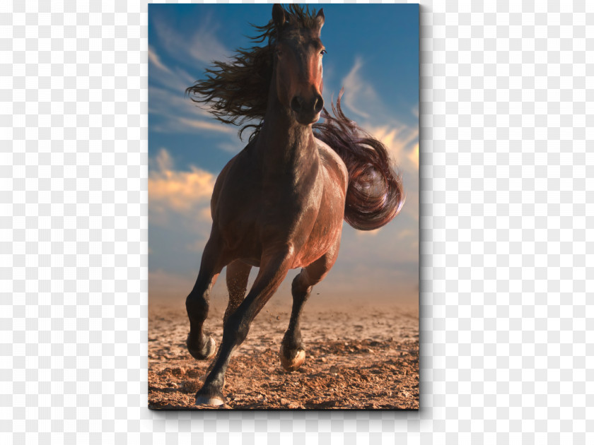 Horse Stock Photography Stem Cell Daiko From Here On Communications Pvt. Ltd. Image PNG
